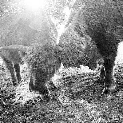 Black & White playful Scottish Highlanders- Pillow - 16x16 inch