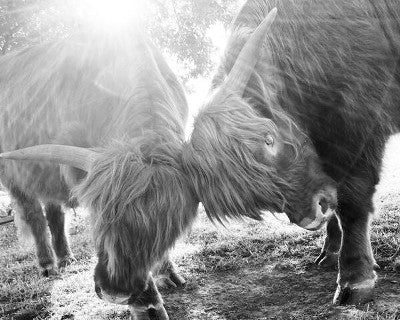 Black & White playful Scottish Highlanders- Canvas - 8"x10"