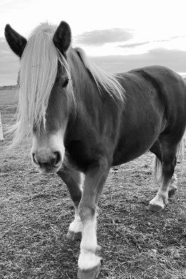 Black & White Horse Print- Canvas - 16"x24"