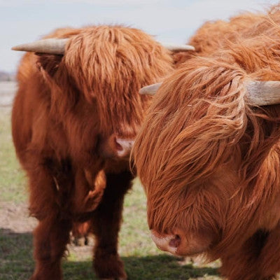 Young Highland Cows- Canvas - 8"x8"